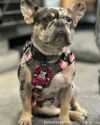 Dog and Crossbones