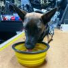 CB1 Collapsible Dog Bowls